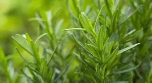 Три стръка розмарин в буркан: ето защо да го направите