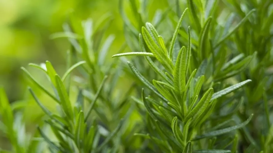 Три стръка розмарин в буркан: ето защо да го направите