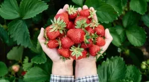 Направете това и ще имате изобилна реколта от ягоди