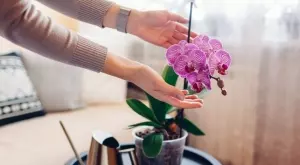 Полейте орхидеята с лимонов сок и резултатът ще ви изуми