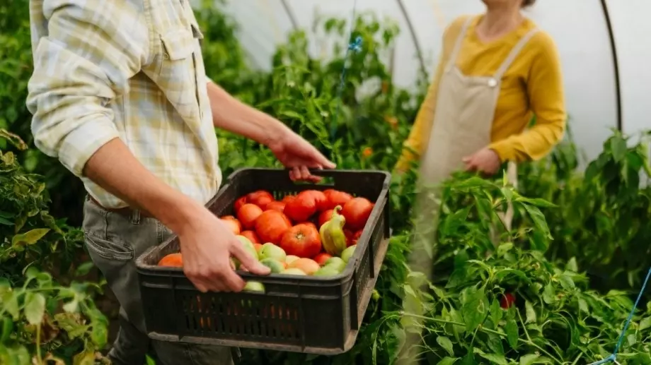 Всички добри домакини имат това в кухните си, прави чудеса с растенията