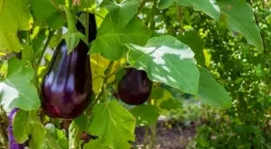 Отглеждане на патладжани: Всичко, което трябва да знаете