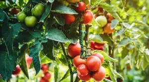 6 подправки, които да засадите до доматите 