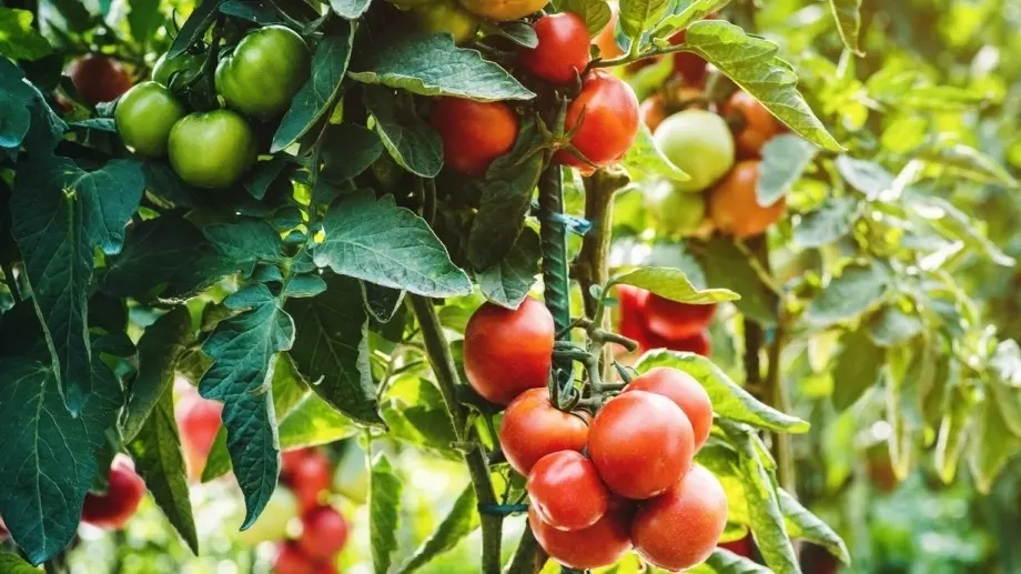6 подправки, които да засадите до доматите 