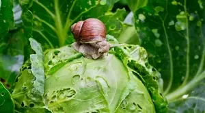 4 ефективни начина да се отървете от охлювите в градината