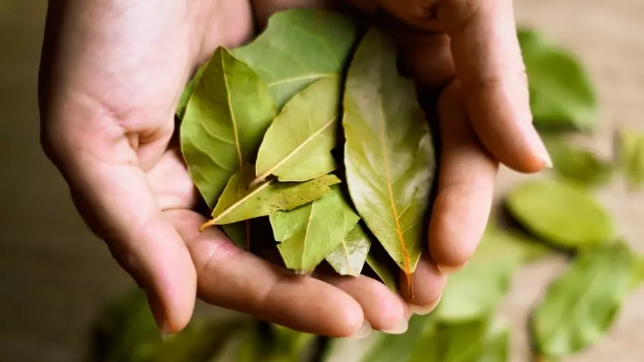 6 ползи от поставянето на дафинов лист под възглавницата