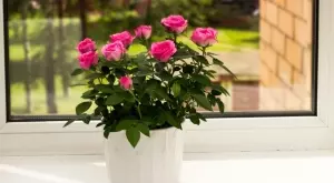 С тези 8 съвета ще се радвате на чудни рози в саксии, всички ще ви завиждат