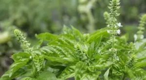 Цветя от босилек: Разкриване на ценния им потенциал