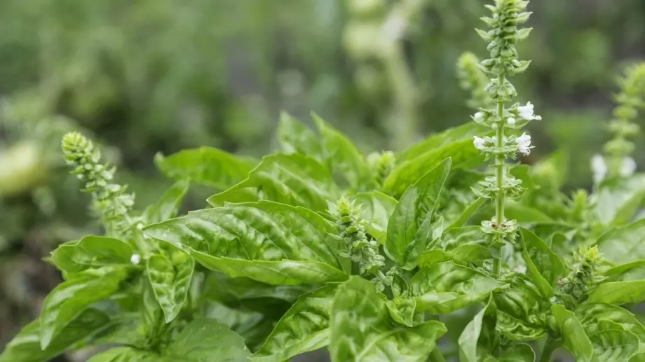 Цветя от босилек: Разкриване на ценния им потенциал