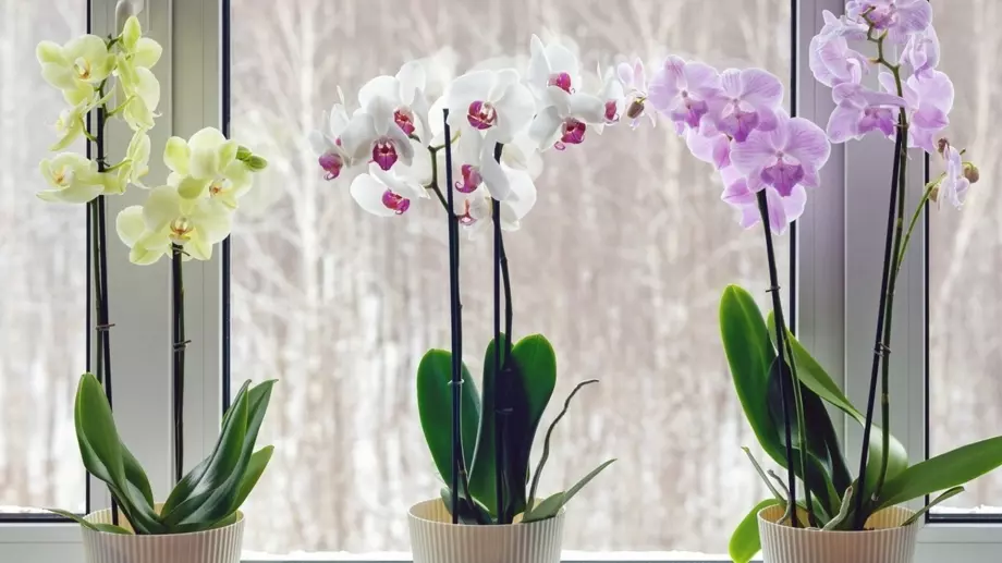 С тази съставка ще стимулирате цъфтежа на орхидеите