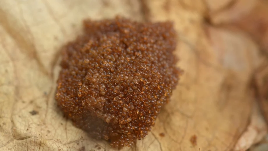 Ако видите тези яйца в градината си, бързо вземете мерки