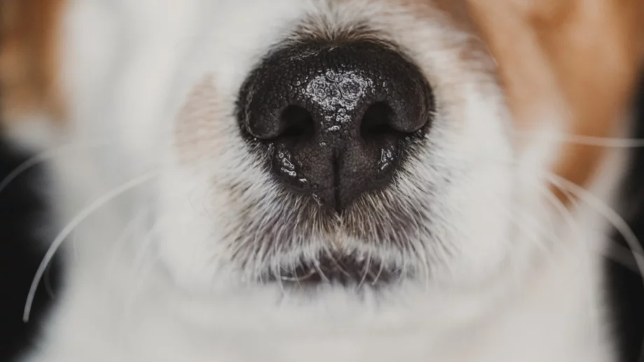 Защо носовете на кучетата са мокри? 5 причини