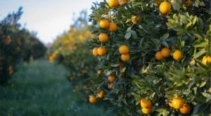 Кризата с този популярен продукт доведе до търсенето на алтернативи