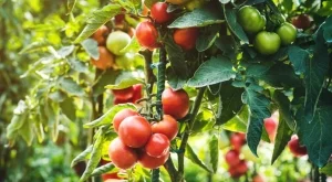 Защо върховете на доматите почерняват – открийте истинската причина