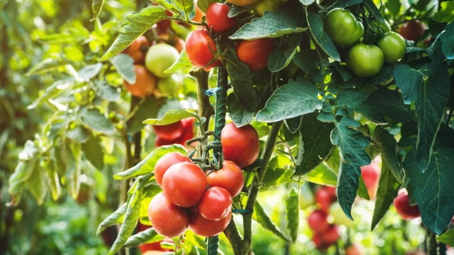 Защо върховете на доматите почерняват – открийте истинската причина