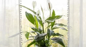 4 стайни растения, които премахват въглеродния окис от дома