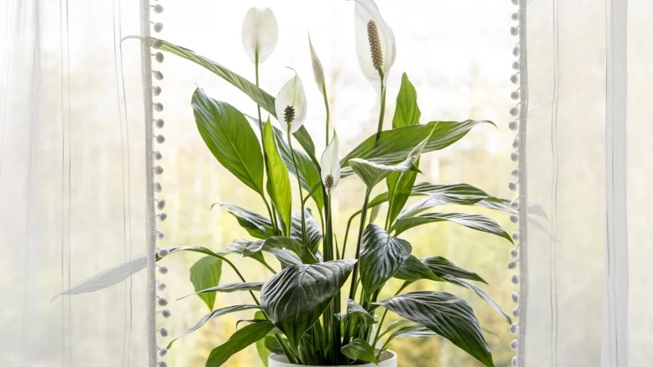 4 стайни растения, които премахват въглеродния окис от дома