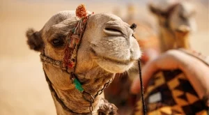 2024/06/02/0056905f236aba22ce4dd0b9da1f3e61