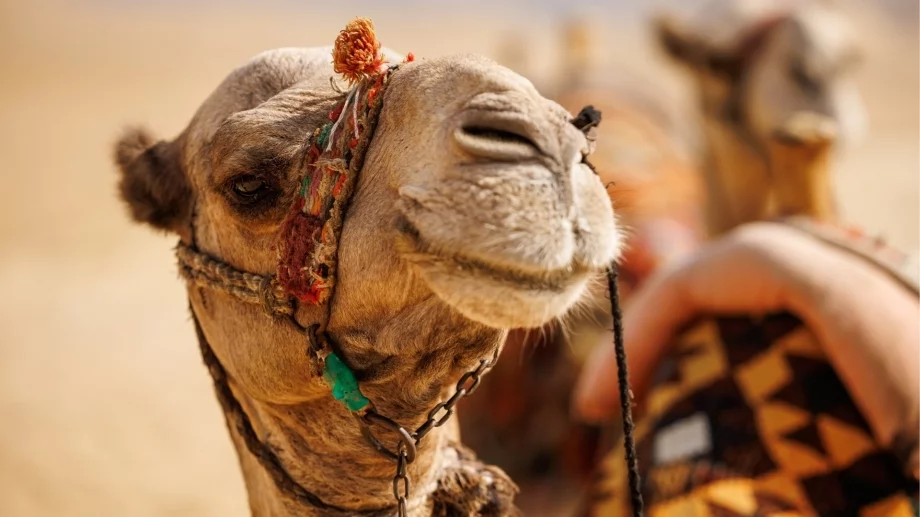 Пустинята, която монтира светофари за камили. Защо? 