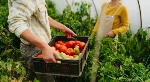 7 зеленчука, които не трябва да засаждате заедно и защо