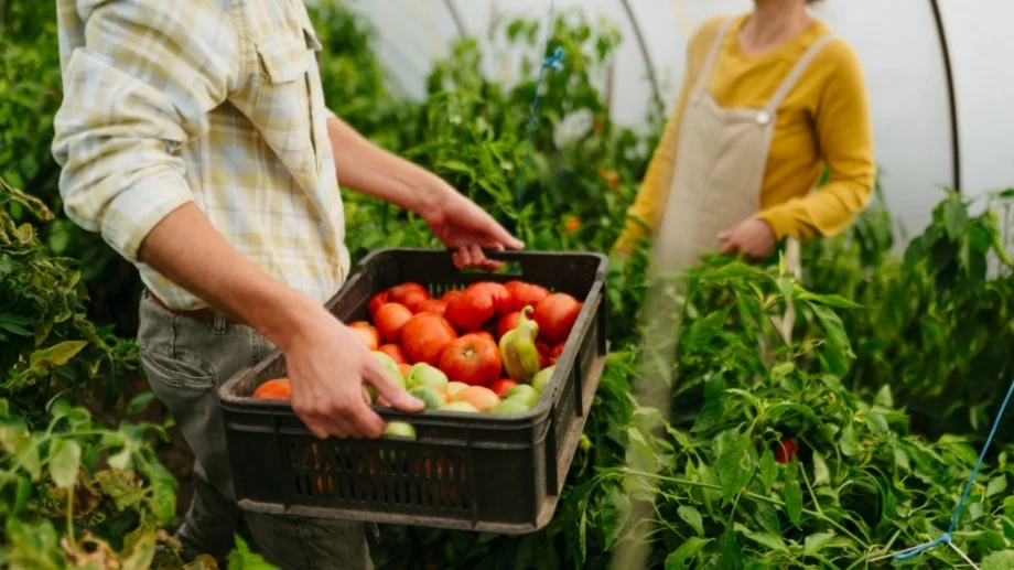 7 зеленчука, които не трябва да засаждате заедно и защо