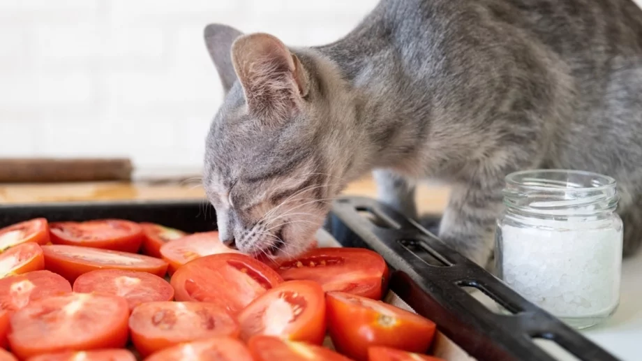 Могат ли котките да ядат домати?