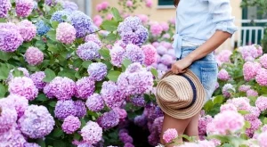 Как да промените цвета на хортензията (без боя)