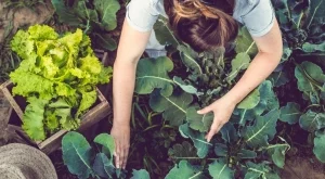 7 зеленчука, които можете да засадите през юни