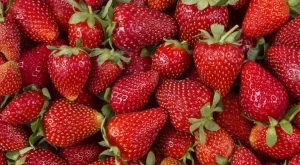 Ягодите ще останат твърди и свежи, ако ги съхранявате така