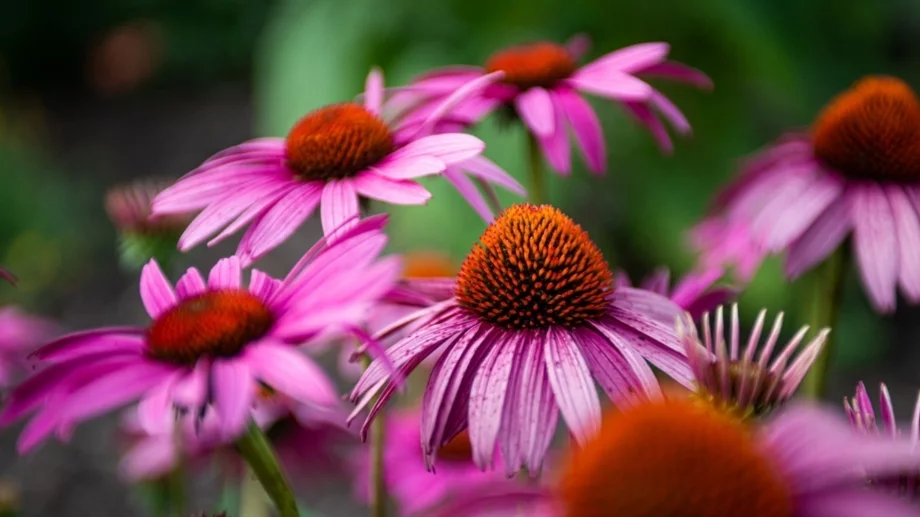 3 цветя, които да засадите през юни, за да озарите двора си това лято