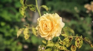 Розата може да не цъфти повече, ако пренебрегнете признаците на тази лятна болест