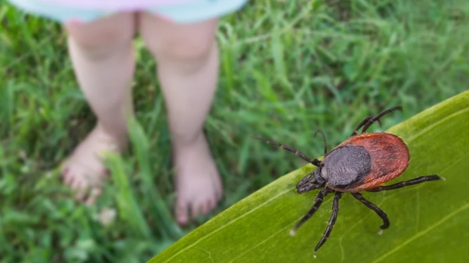 Как да предпазите двора си от кърлежи: 5 експертни начина 