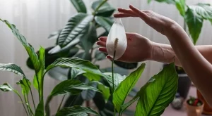 Ръководство за грижа за лилия на мира: Ключови съвети