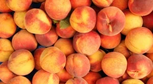 Ето така ще ускорите процеса на зреене на прасковите