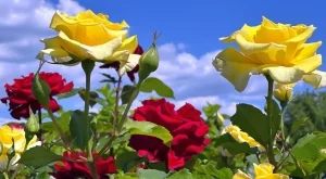 Розите ще цъфтят по-дълго, ако направите това през лятото