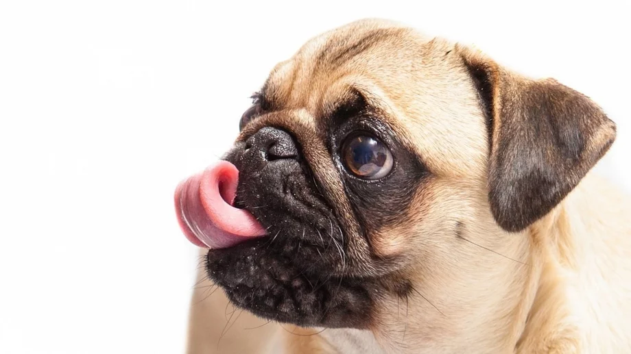 7 породи кучета, които не искат да бъдат галени: Те са лоялни, но не обичат физическия контакт