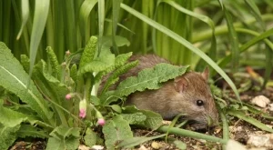 Плъховете ще стоят далеч от градината, ако засадите тези 5 цветя