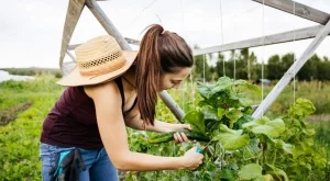 Подрязвайте краставиците по този начин за изобилна реколта 