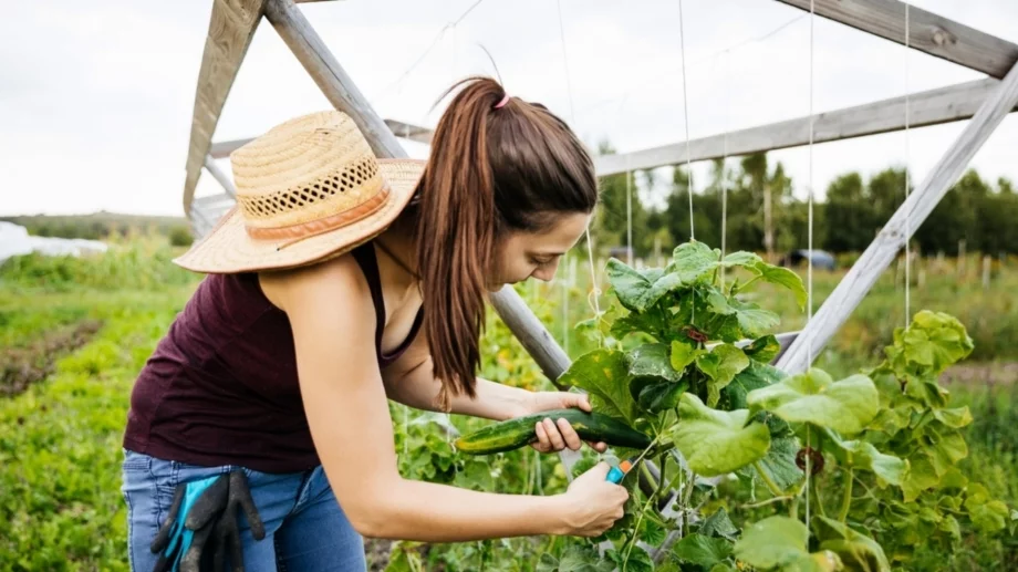 Подрязвайте краставиците по този начин за изобилна реколта 