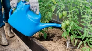 Колко често да поливате доматите в екстремни горещини