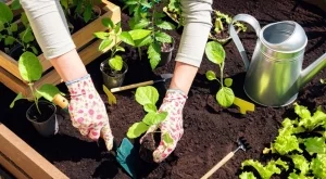 4 зеленчука, които да засадите през юли 