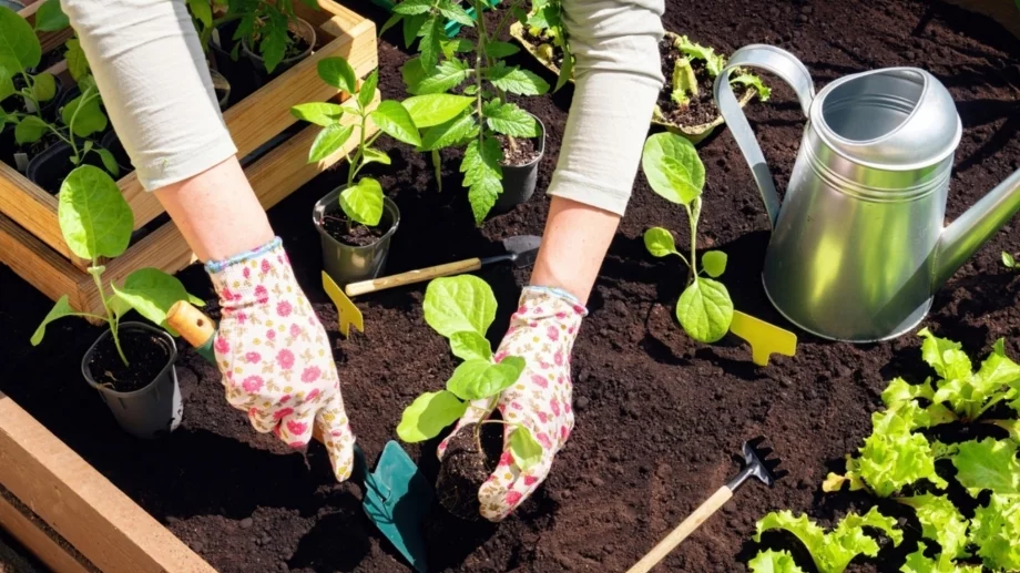 4 зеленчука, които да засадите през юли