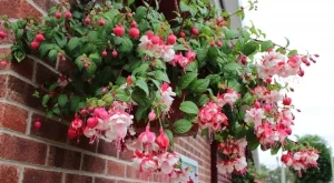 Фуксията ще цъфти през цялото лято с тези 3 лесни стъпки