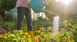 Най-доброто време от деня за поливане на растенията 