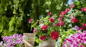 Как да върнем към живот цветовете на мушкатото