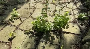 2 натурални начина да премахнете плевелите от двора си