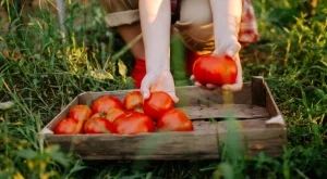 Доматите ще раждат по-едри плодове, ако ги торите с този евтин кухненски остатък