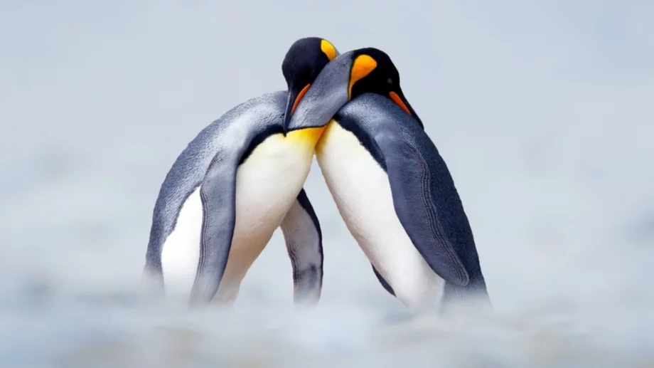 15 любовни урока, които всеки трябва да научи от пингвините (да, пингвините)