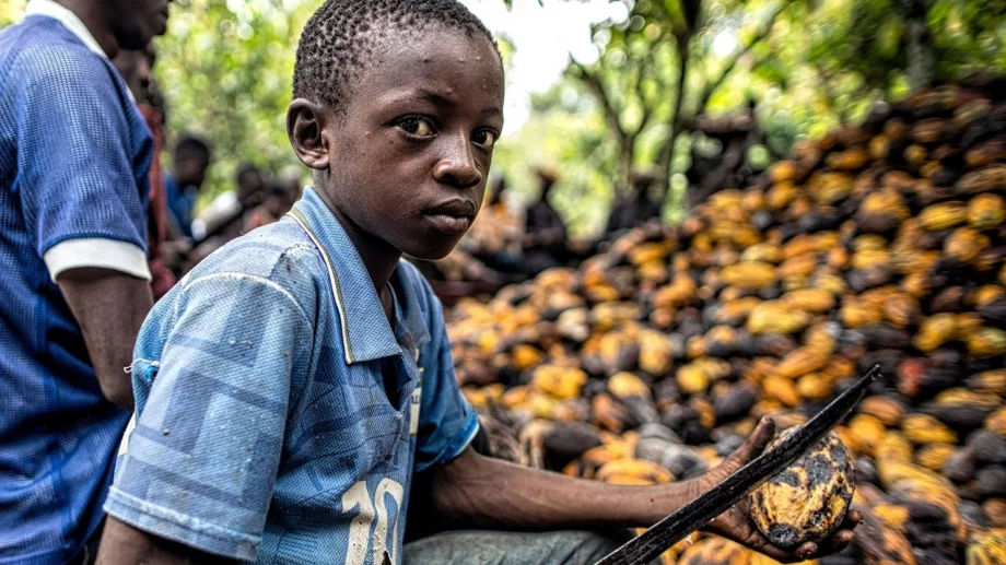 Кой печели от високата цена на какаото?