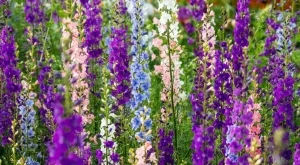 4 красиви цветя, които да засадите през юли 